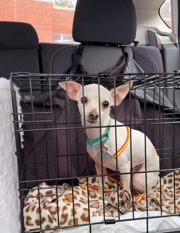 tiny white dog in crate
