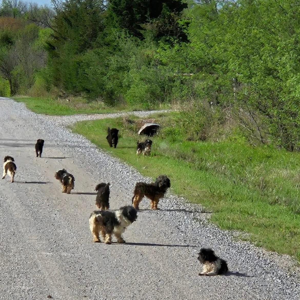 twelve puppies
