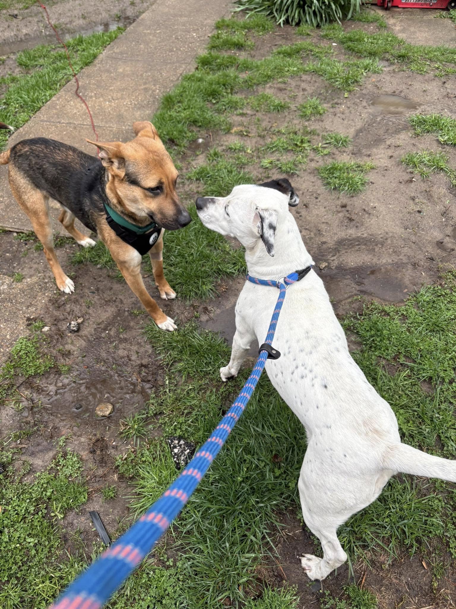 two beautiful senior dog