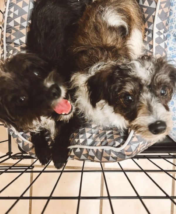 two cute puppies