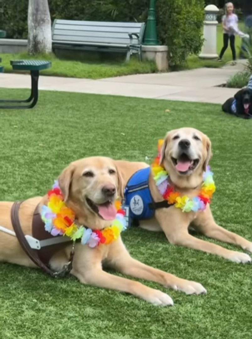 two dogs laying down