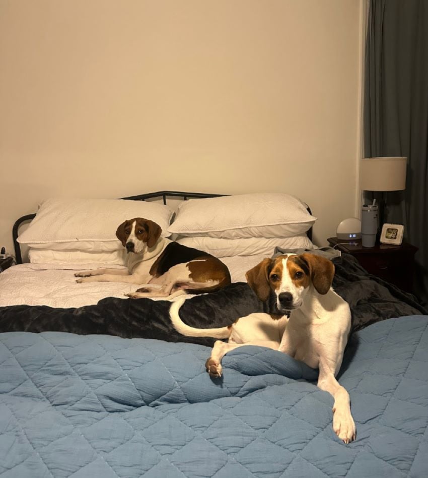 two dogs laying on bed