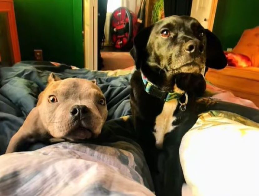 two dogs on bed