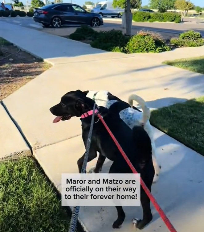 two dogs on leash