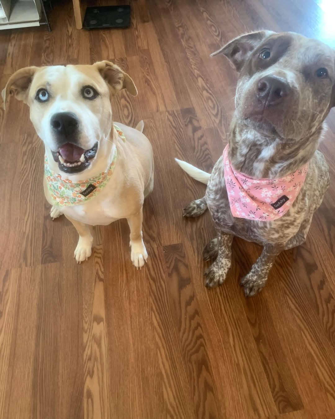 two dogs sitting
