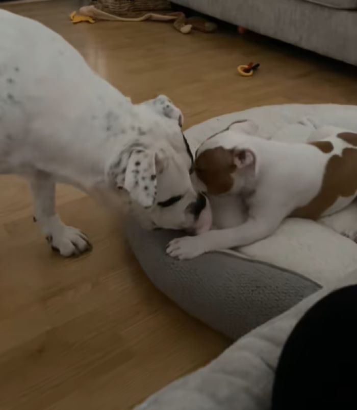 two sweet dogs in house