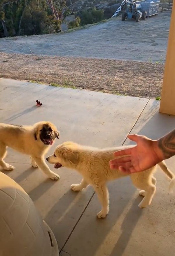 two white dogs