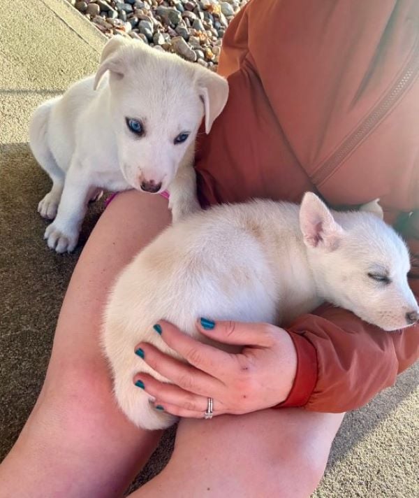 two white puppies sleeping
