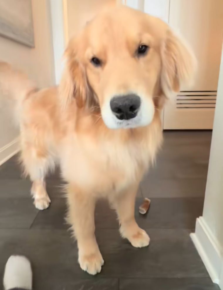 very beautiful brown dog