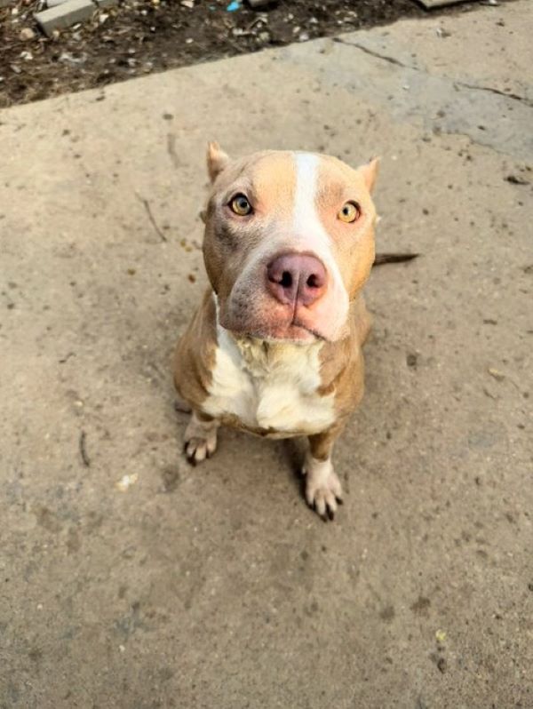 very beautiful dog sitting down
