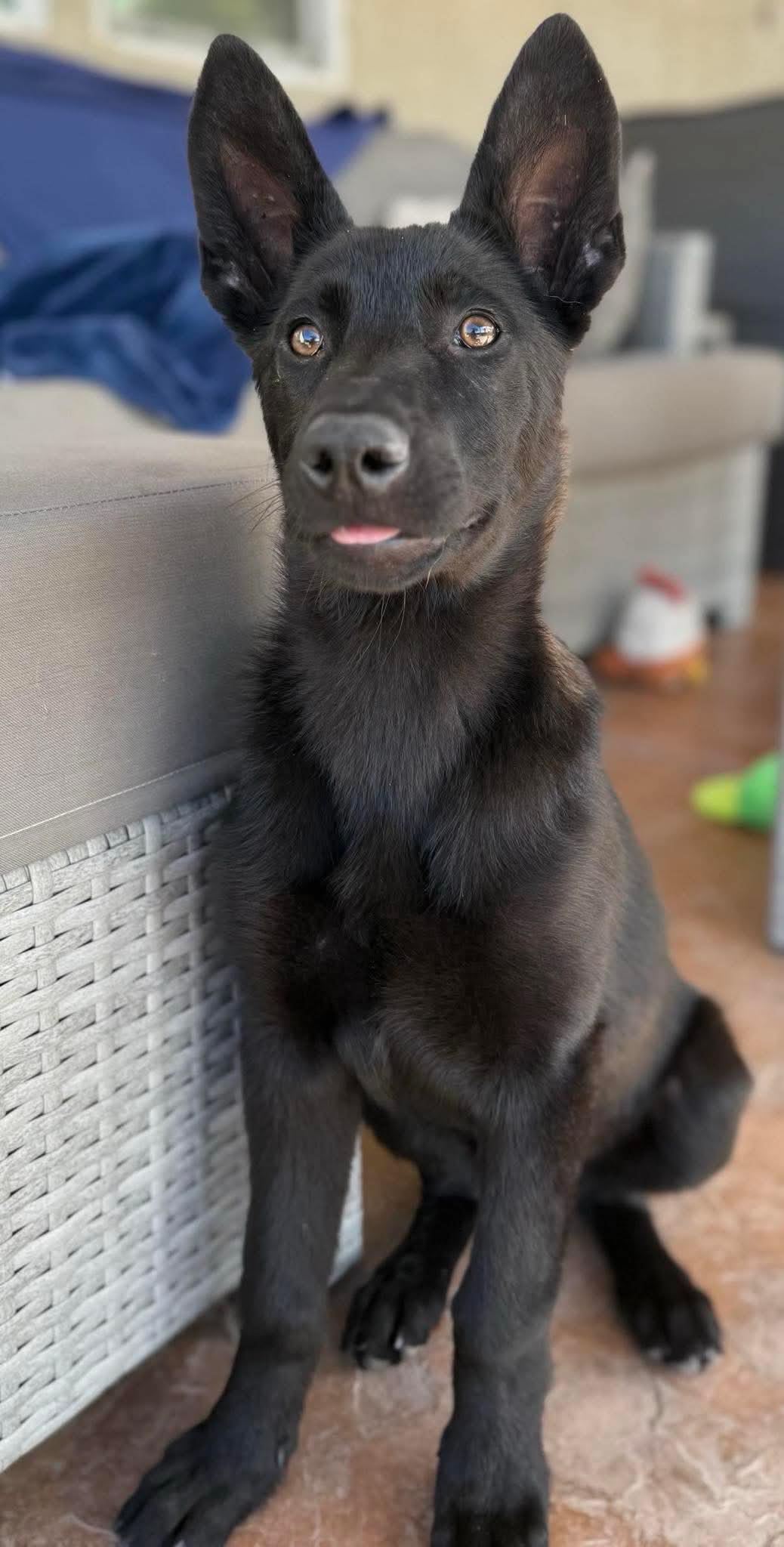 very beautiful dog