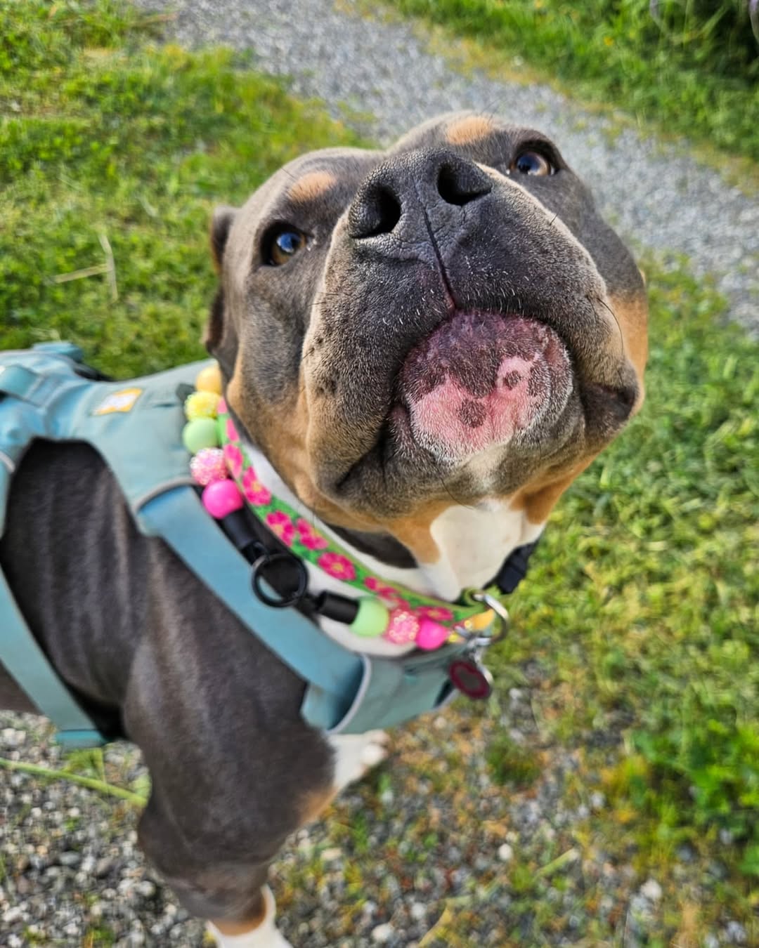 very sweet senior dog
