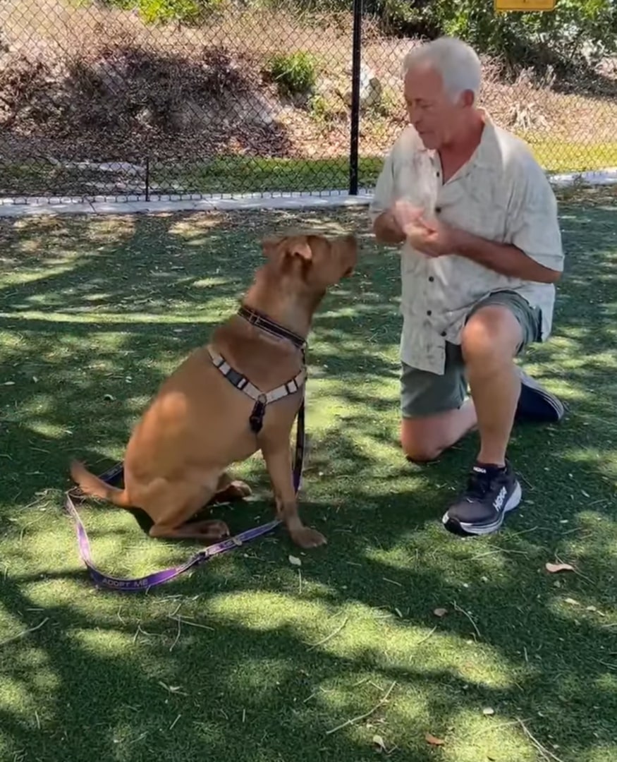 veteran man and shelter dog
