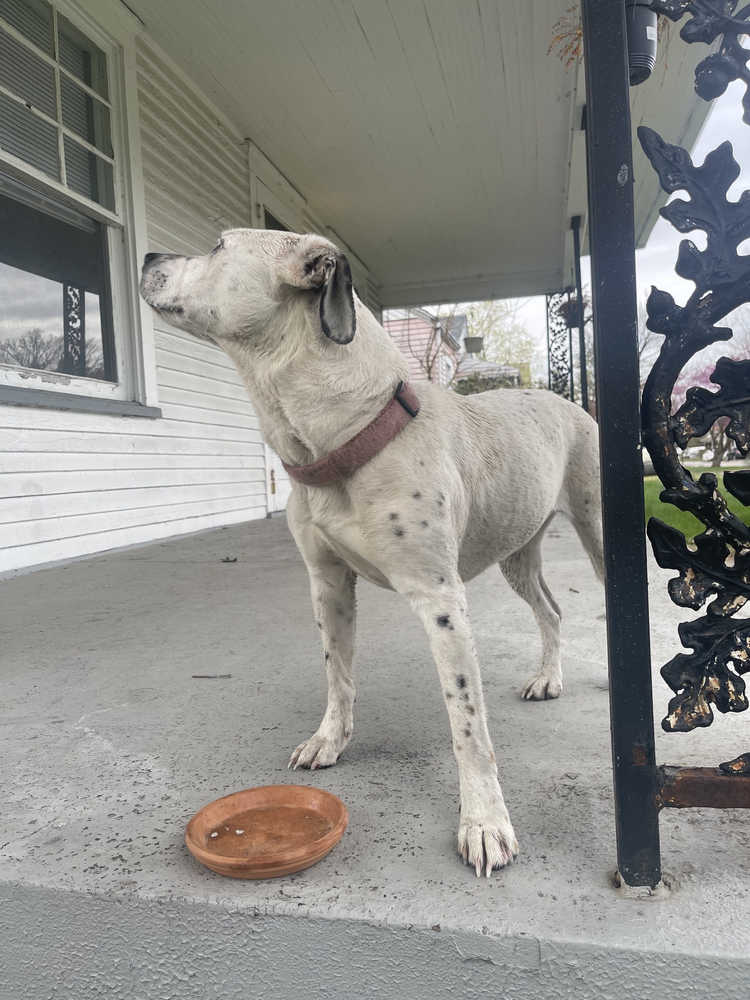 white dog and water