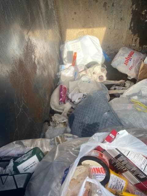white dog in dumpster