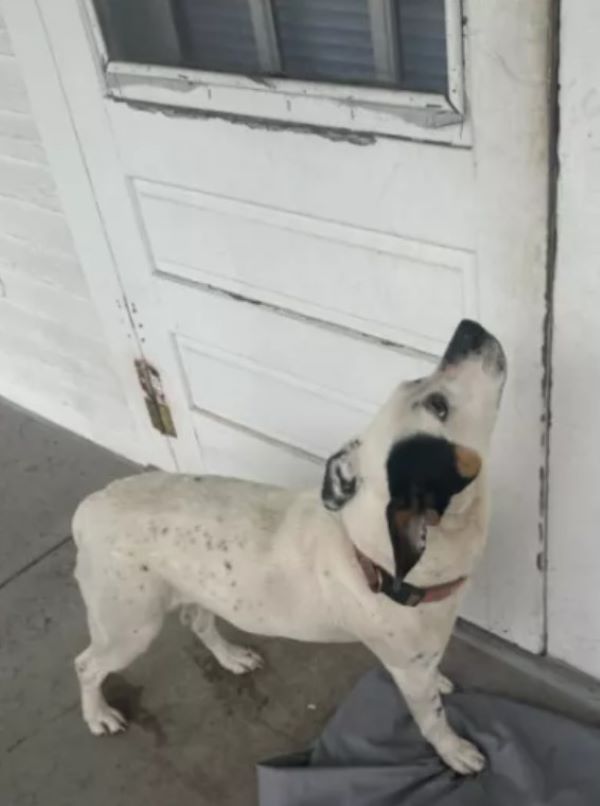 white dog in front of door