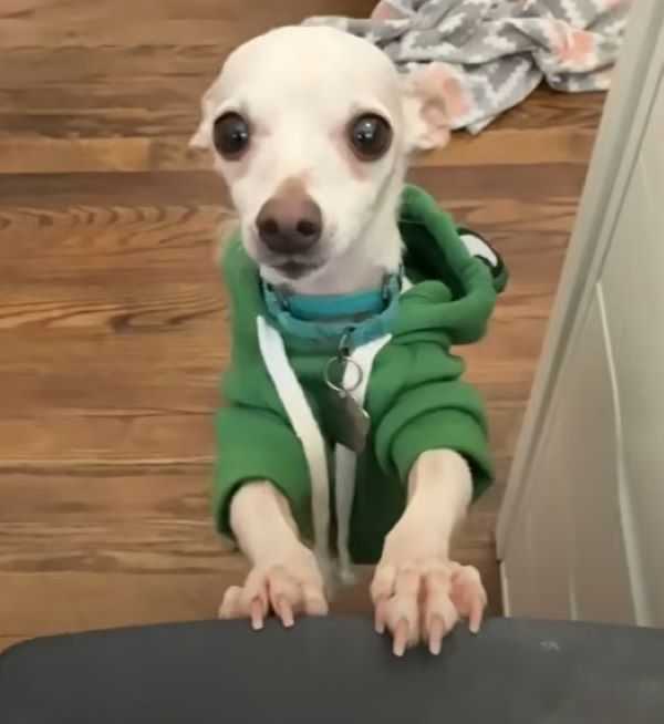 white dog in hoodie