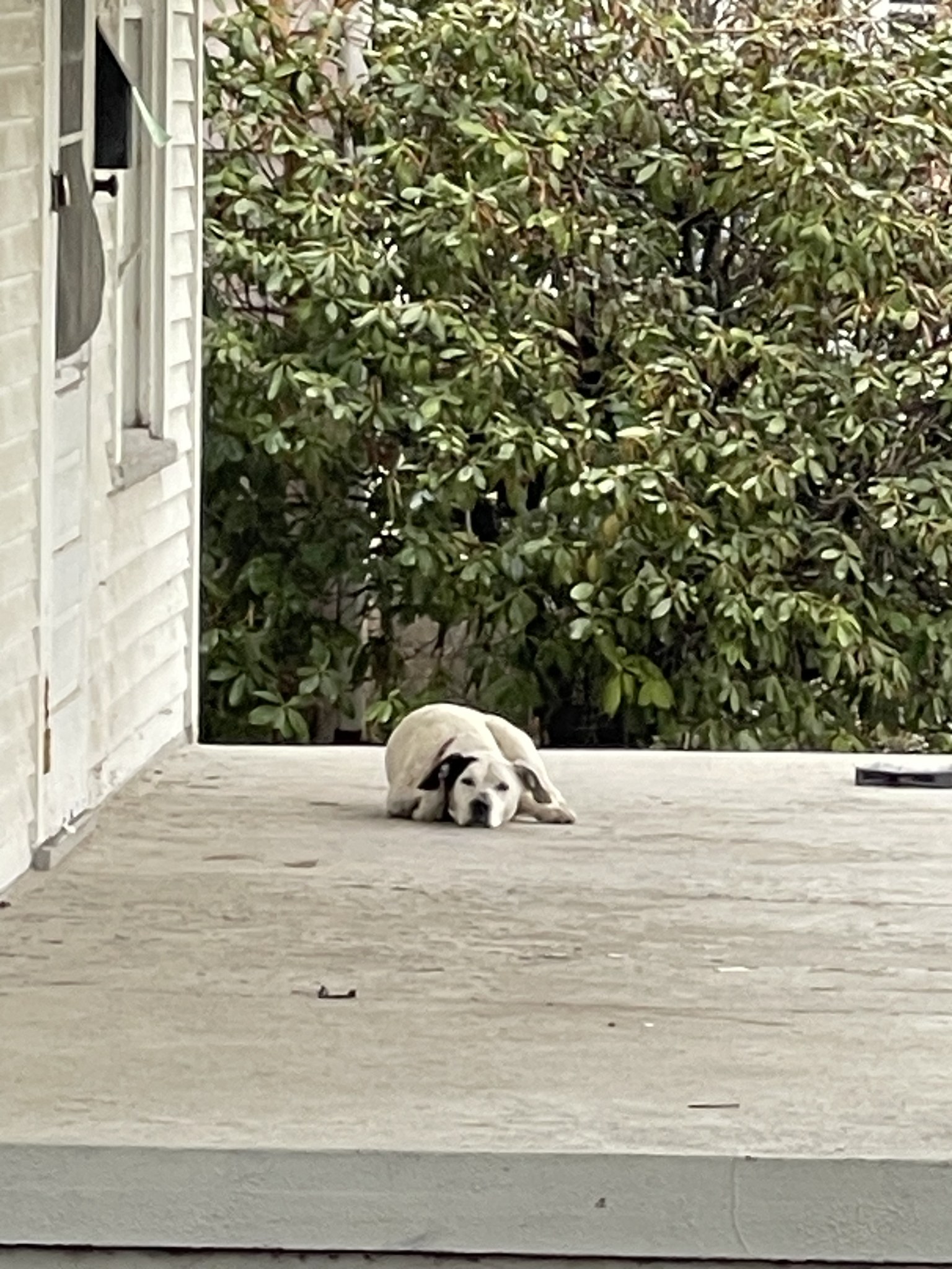 white dog laying in front of door