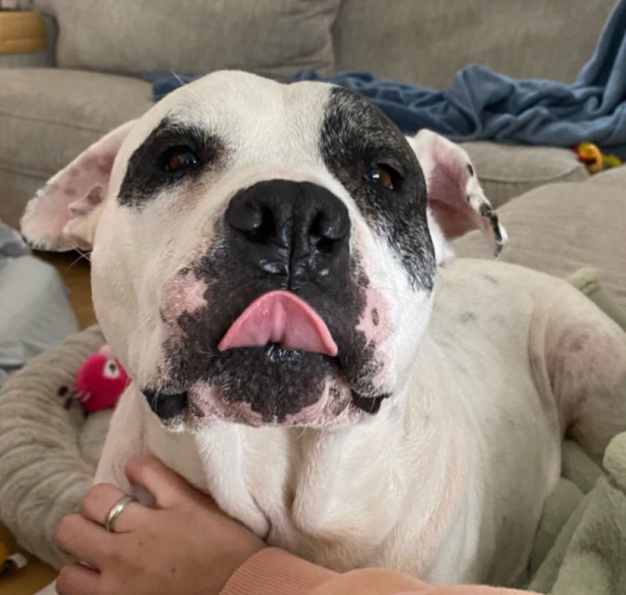 white dog laying on couch