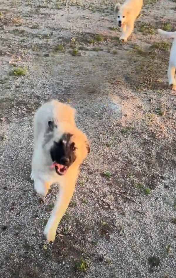 white dog with black face