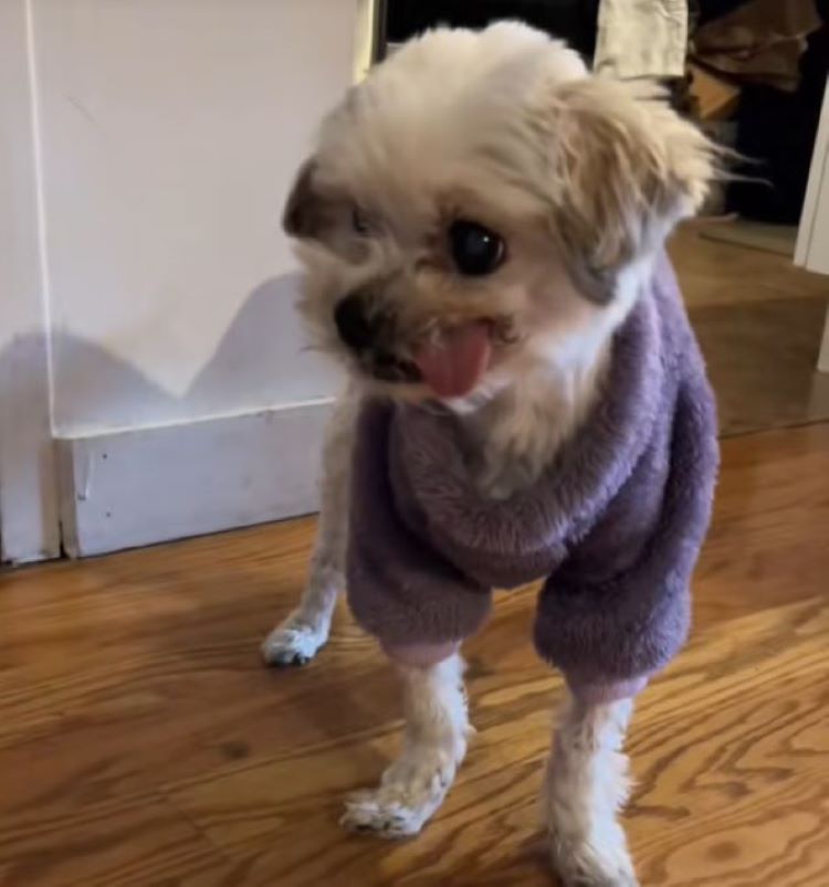 white dog with clothes on