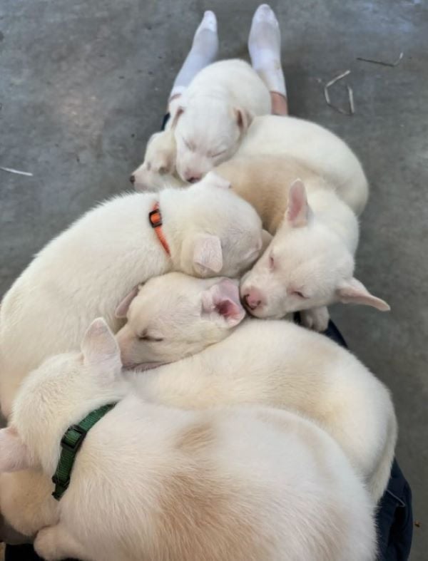 white puppies laying on owner