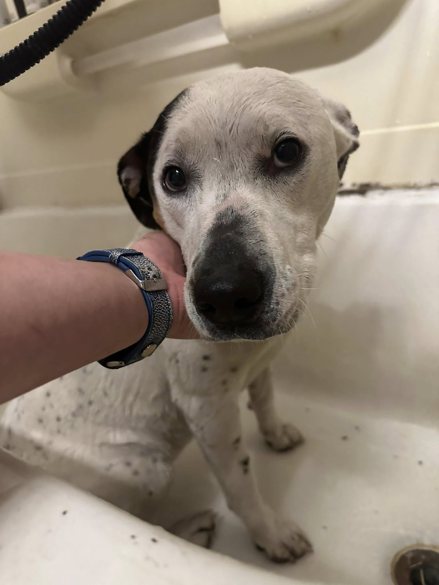 woman bathing a white dog