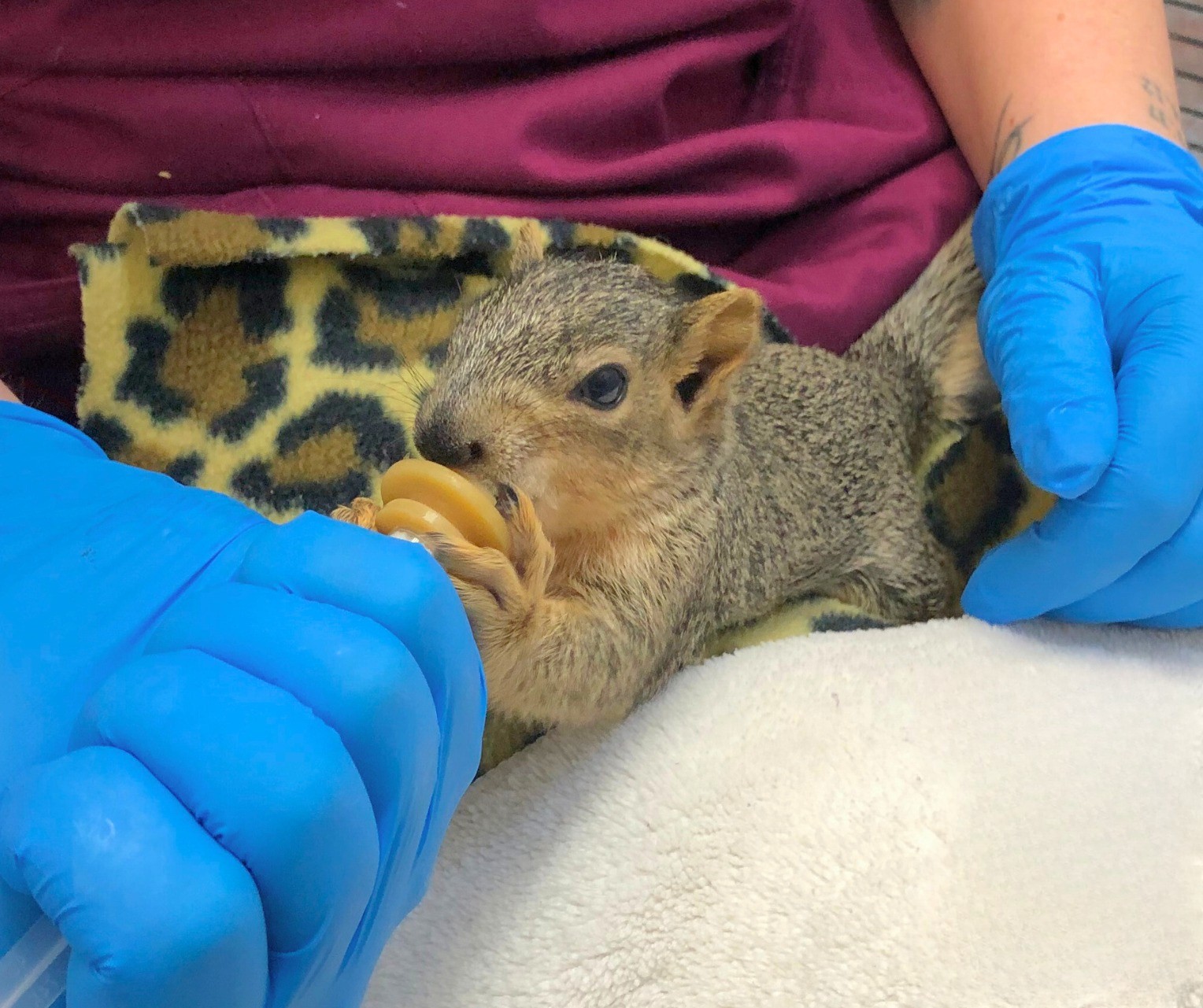 woman feeding a squirrel
