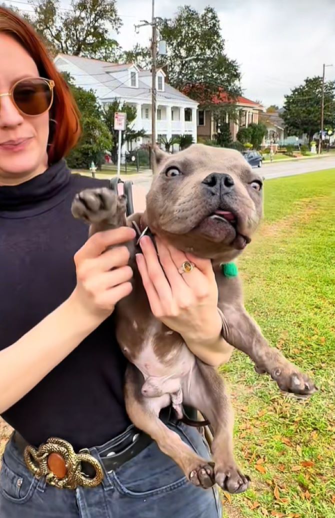 woman holding a tiny brown puppy