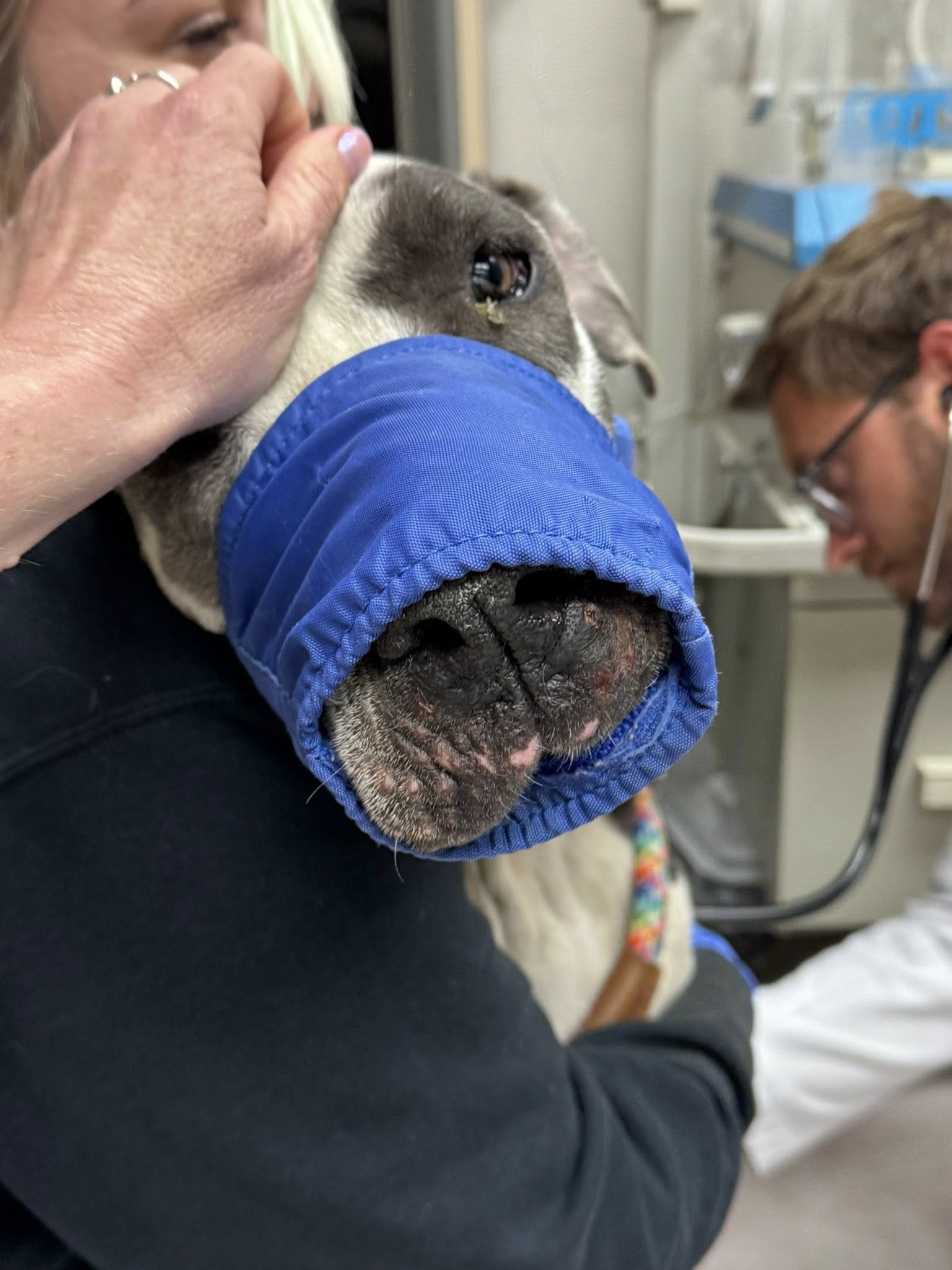 woman holding an injured dog