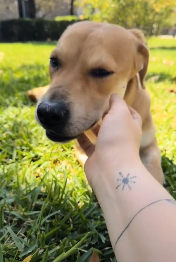 woman petting a brown dog