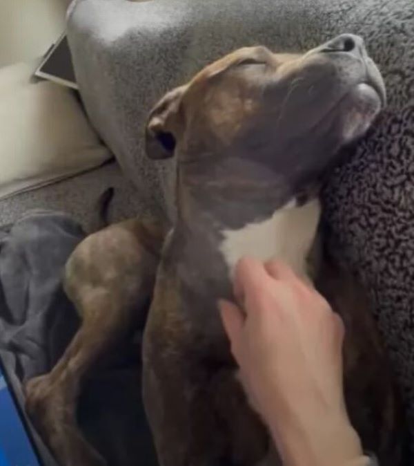 woman petting new brown dog