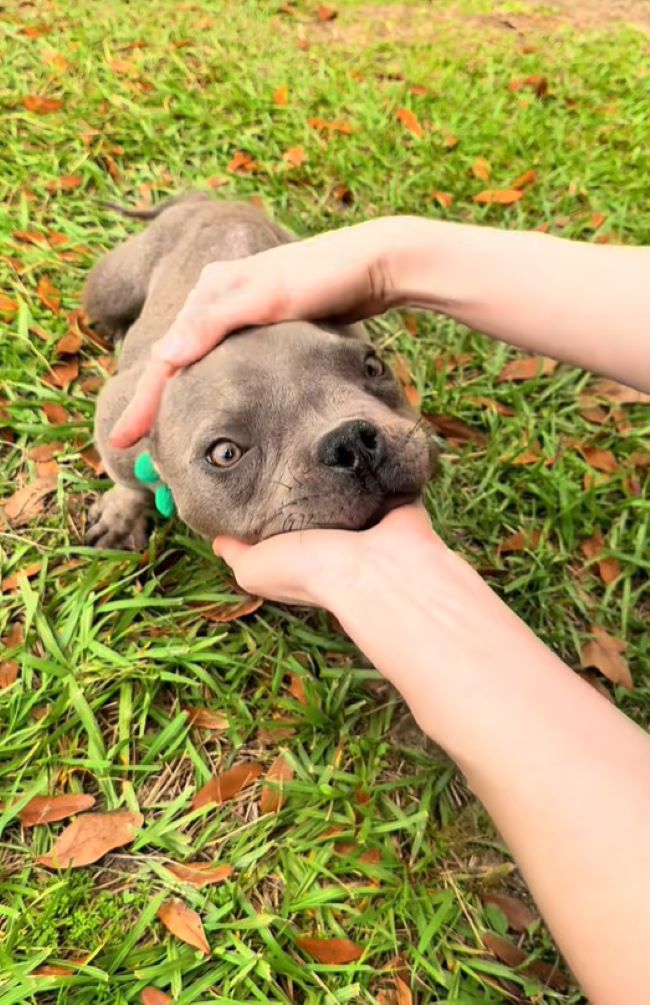 woman petting tiny puppy