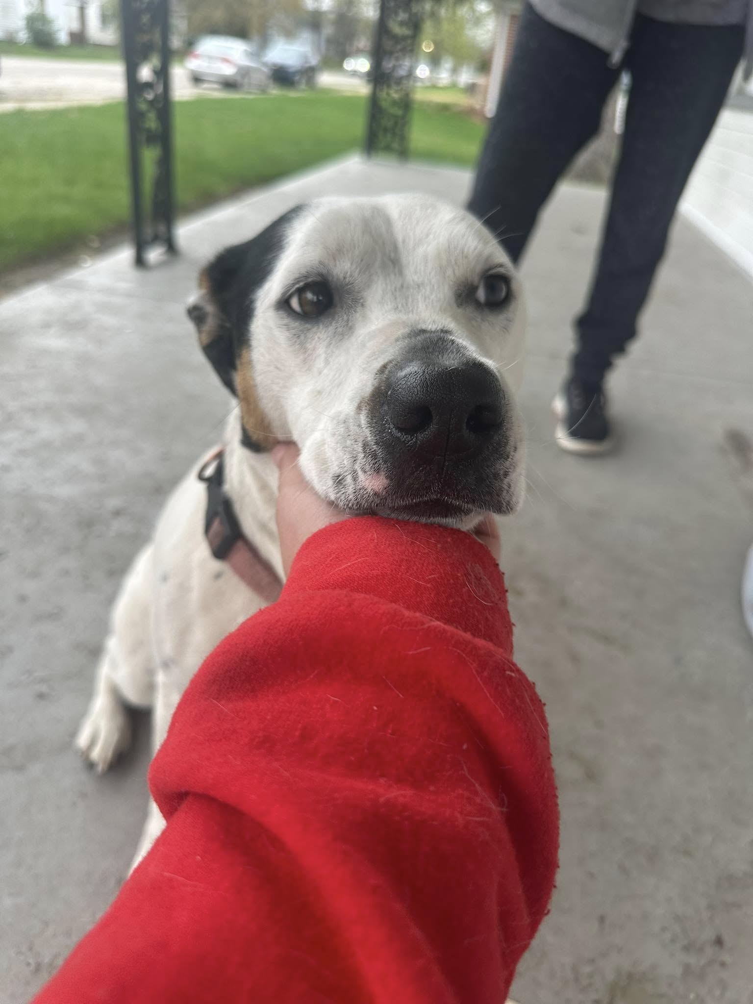 woman petting white dog