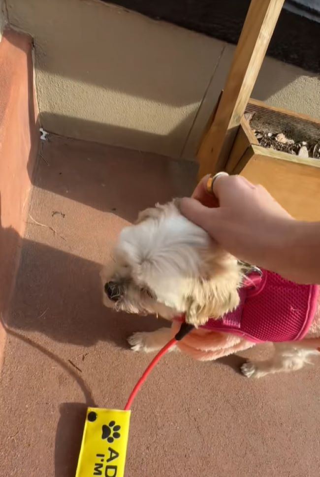 woman petting white dog
