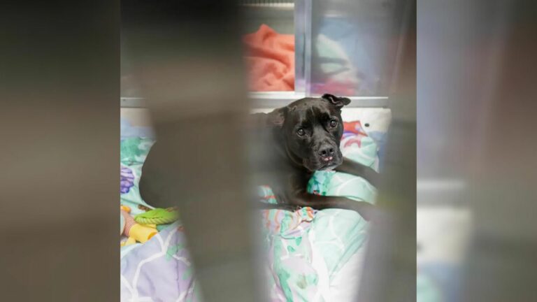 heartbroken dog