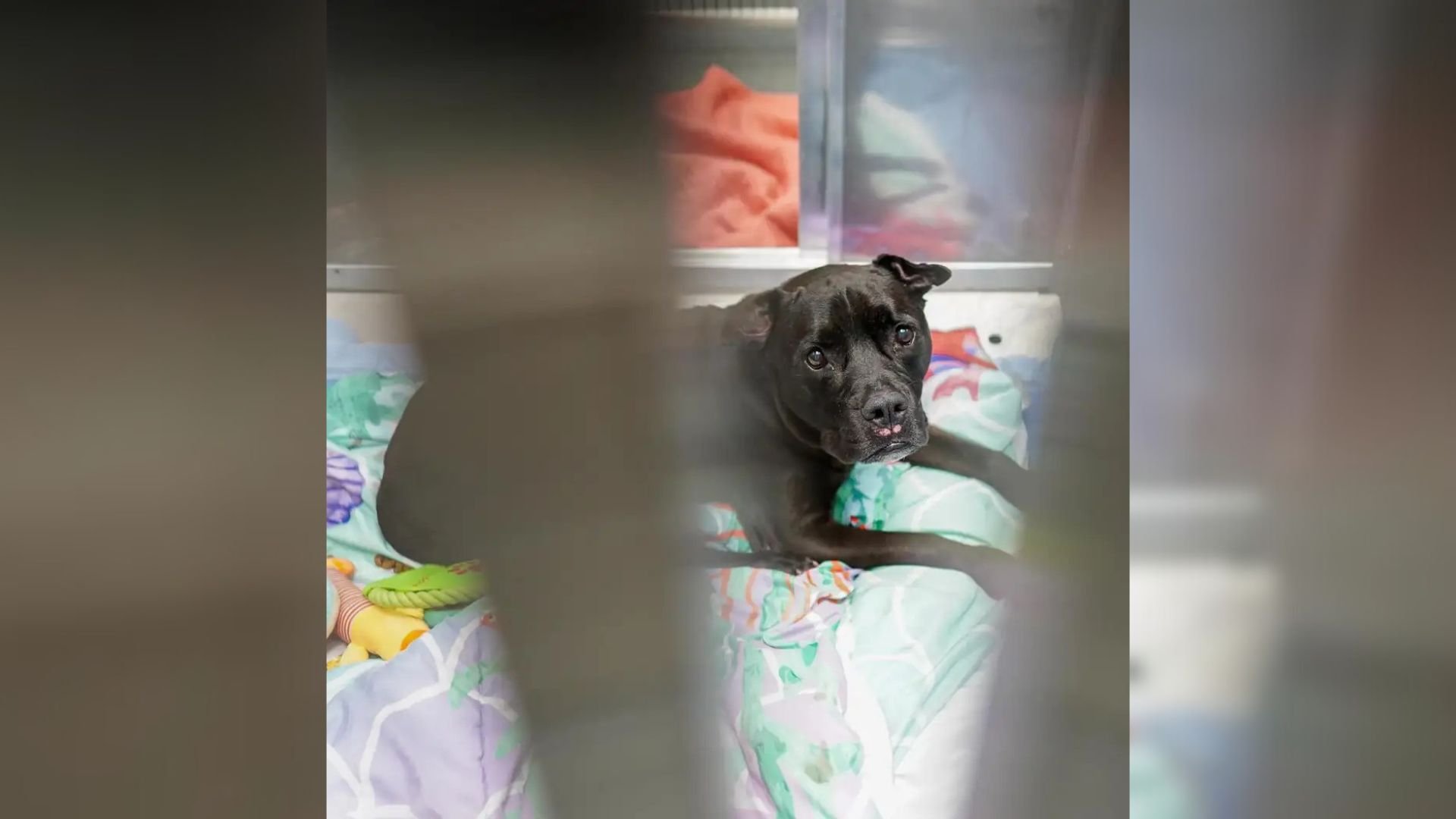 13-Year-Old Dog Is Unbearably Heartbroken After Her Owner Is Forced To Leave Her At A New York Shelter
