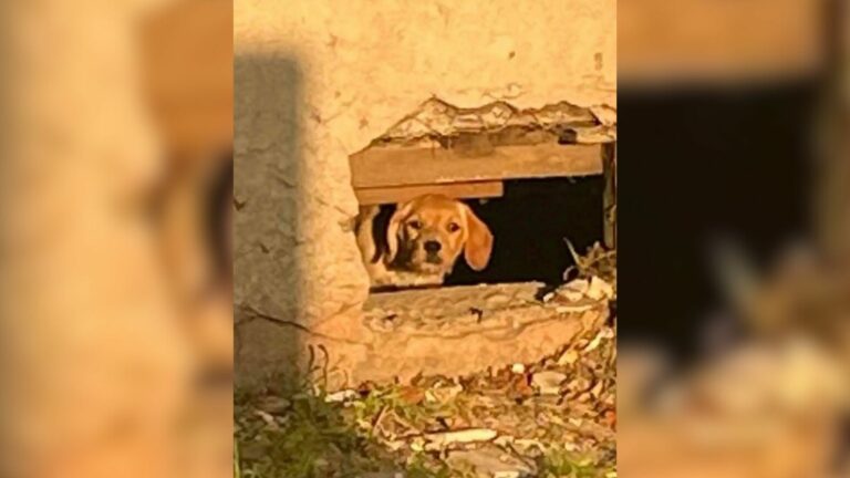 dog in construction zone