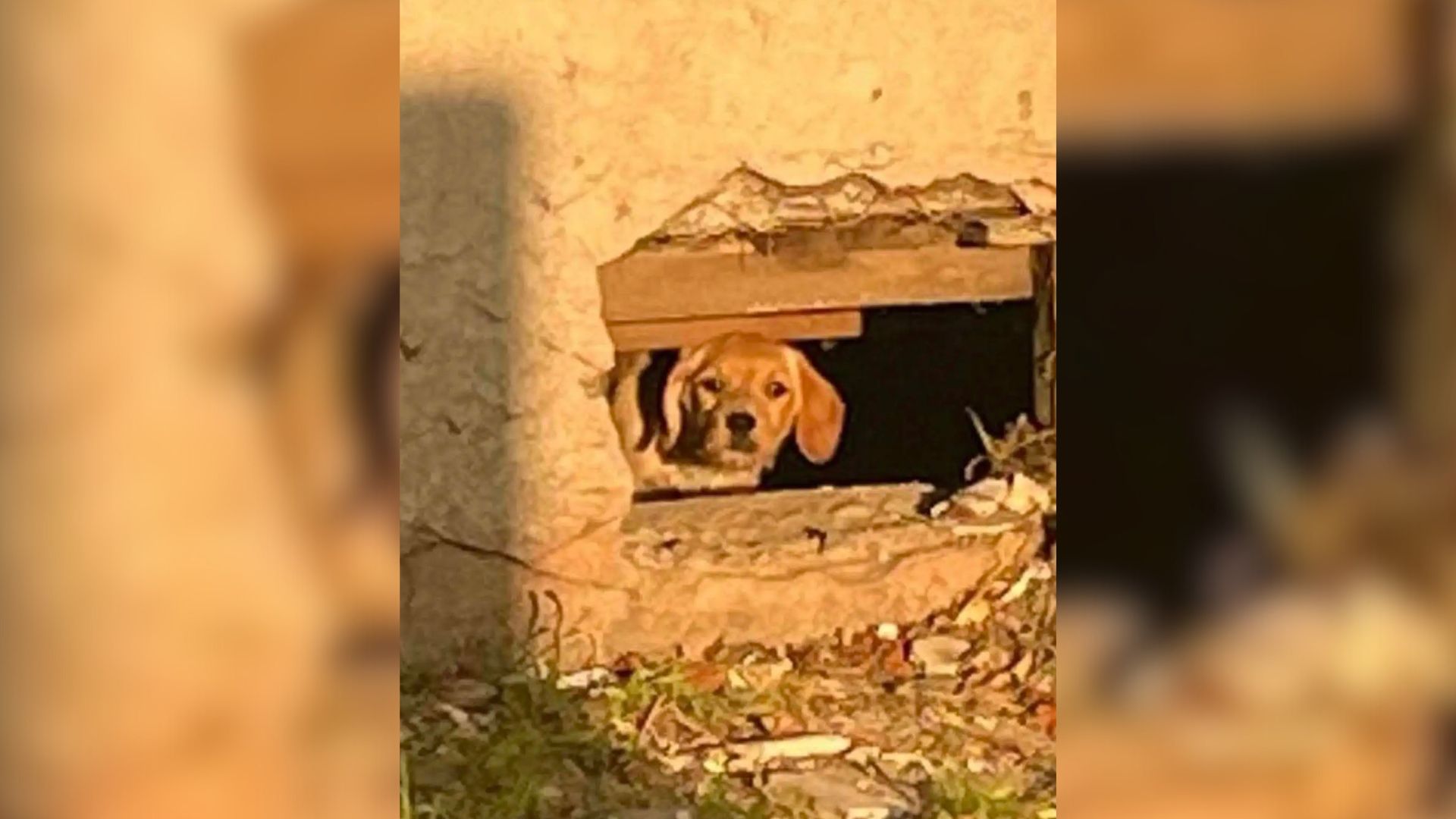 A Resident Was Surprised To Discover A Furry Surprise Hiding In The California Construction Zone