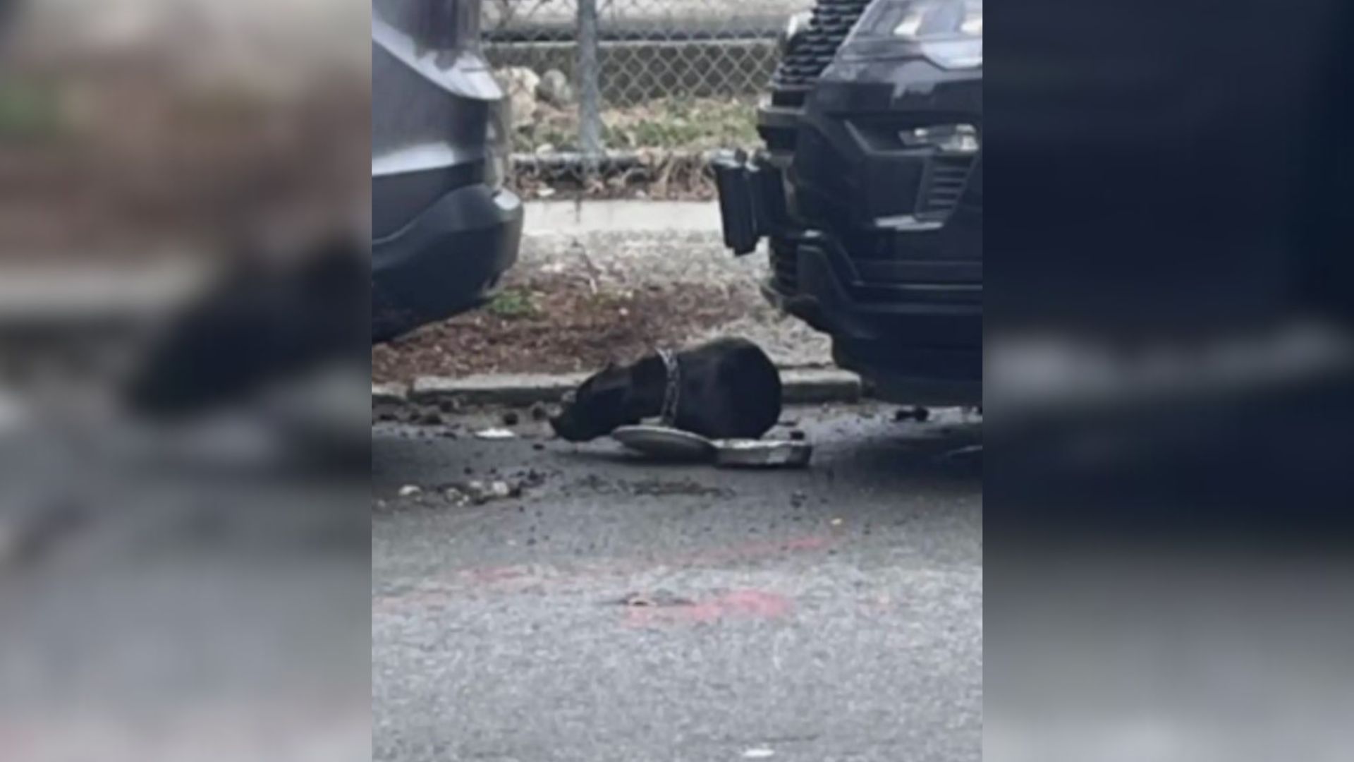A Scared And Abandoned Pup Who Was Tied To A Pole In New York Finds The Love Of Her Life