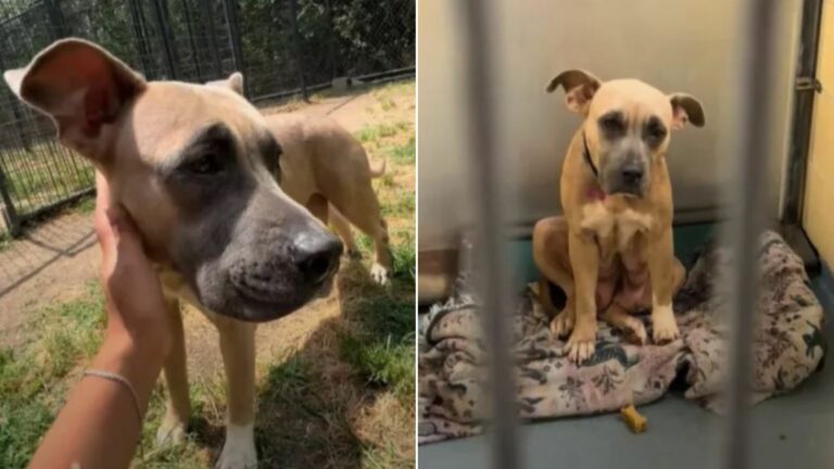 abused dog