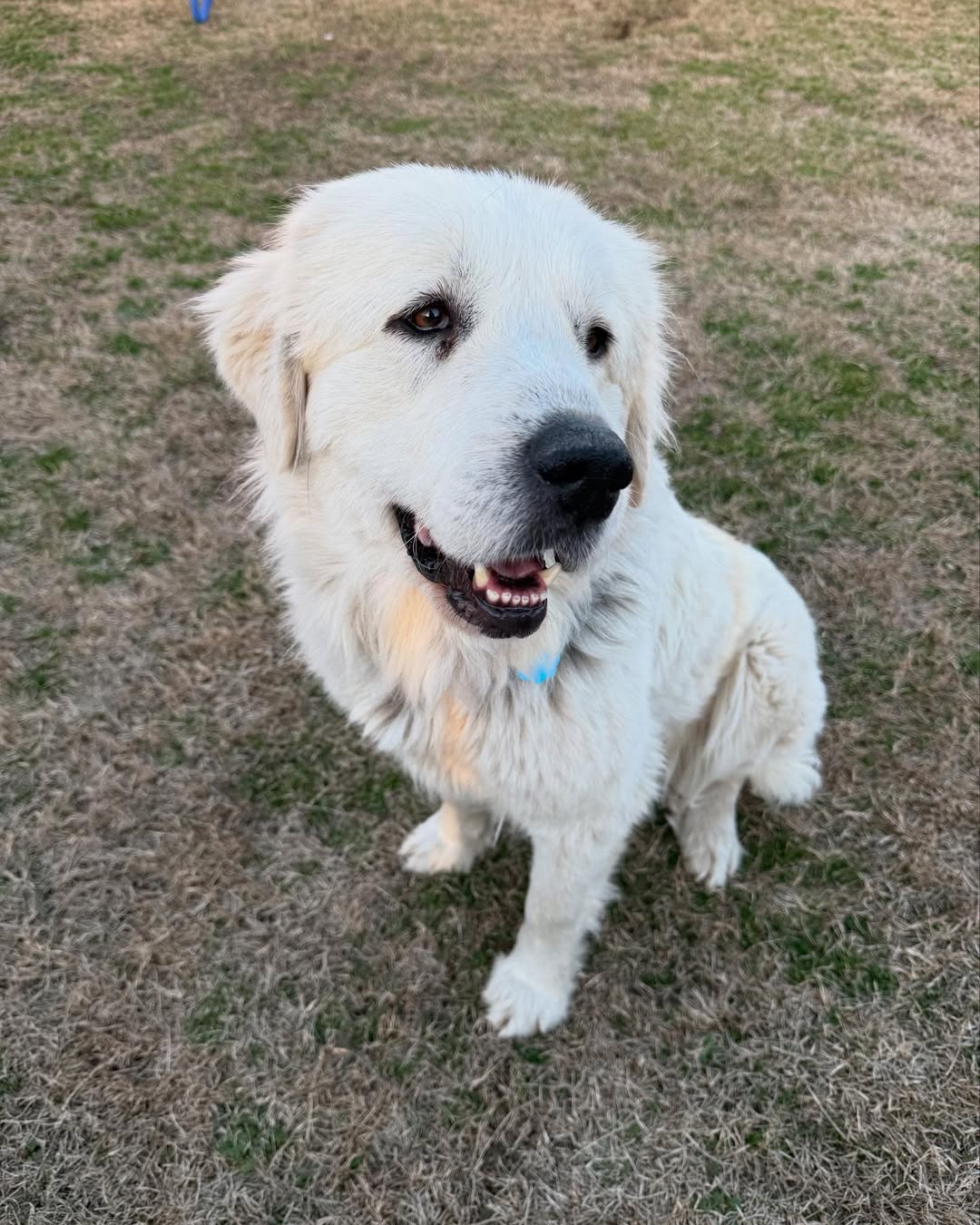 Adorable white dog