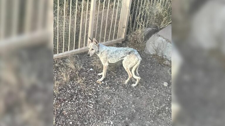 coyote sleeping