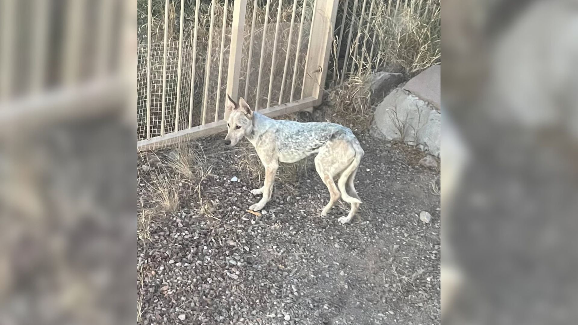 Arizona Woman Finds Coyote Sleeping On Her Patio Furniture, Then Realizes It’s Not A Coyote At All
