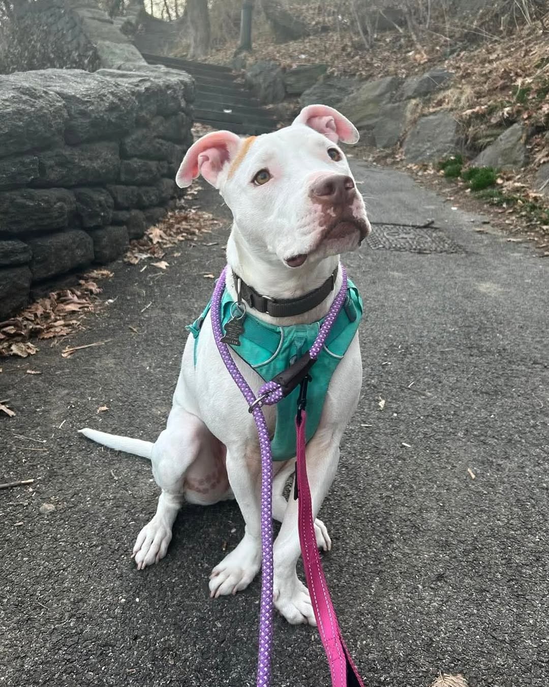 Beautiful white dog