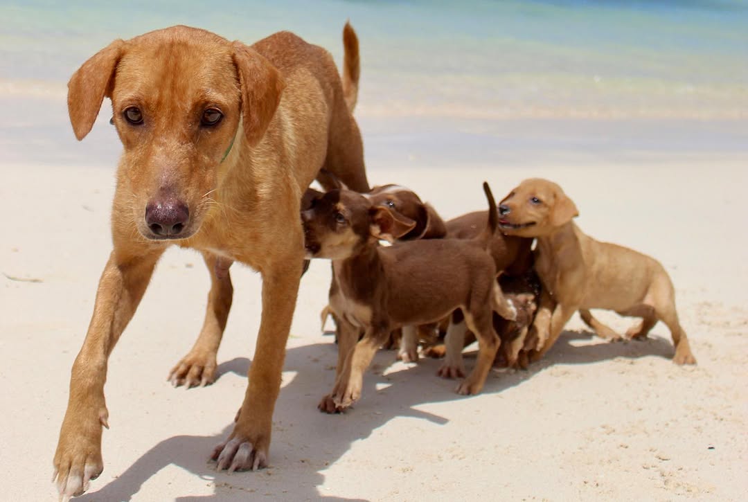 Brown mother dog and puppies