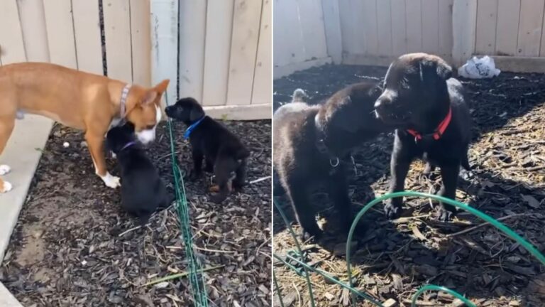 Two dogs