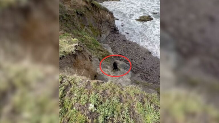stranded animal