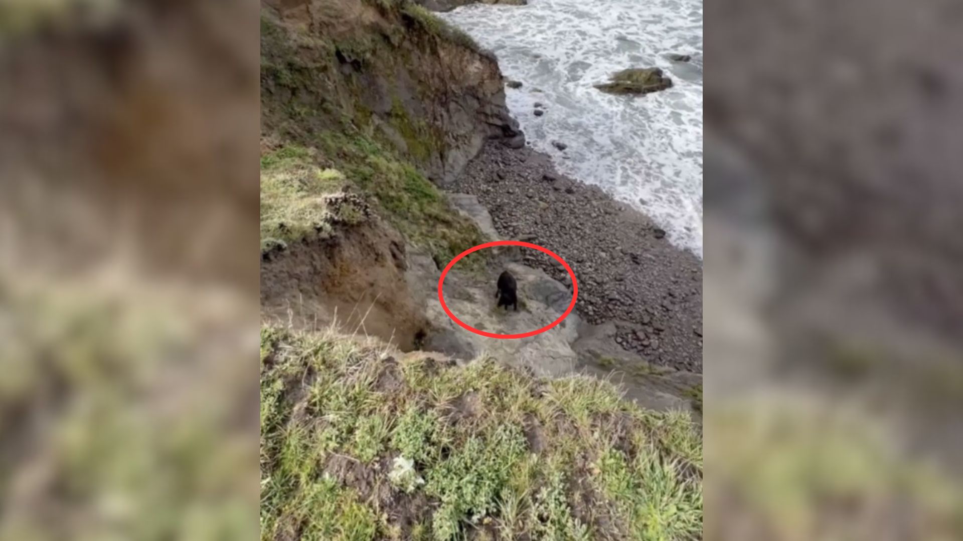 stranded animal