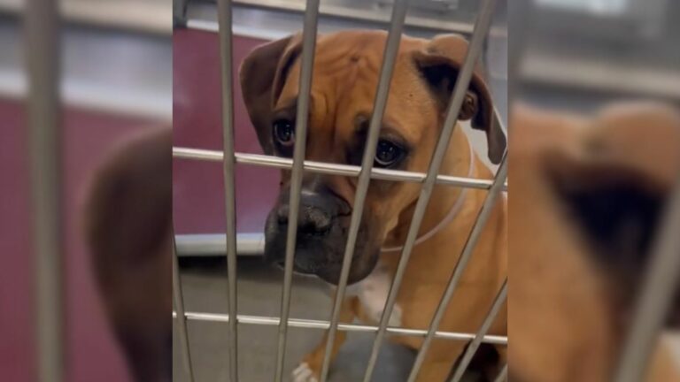 shelter dog